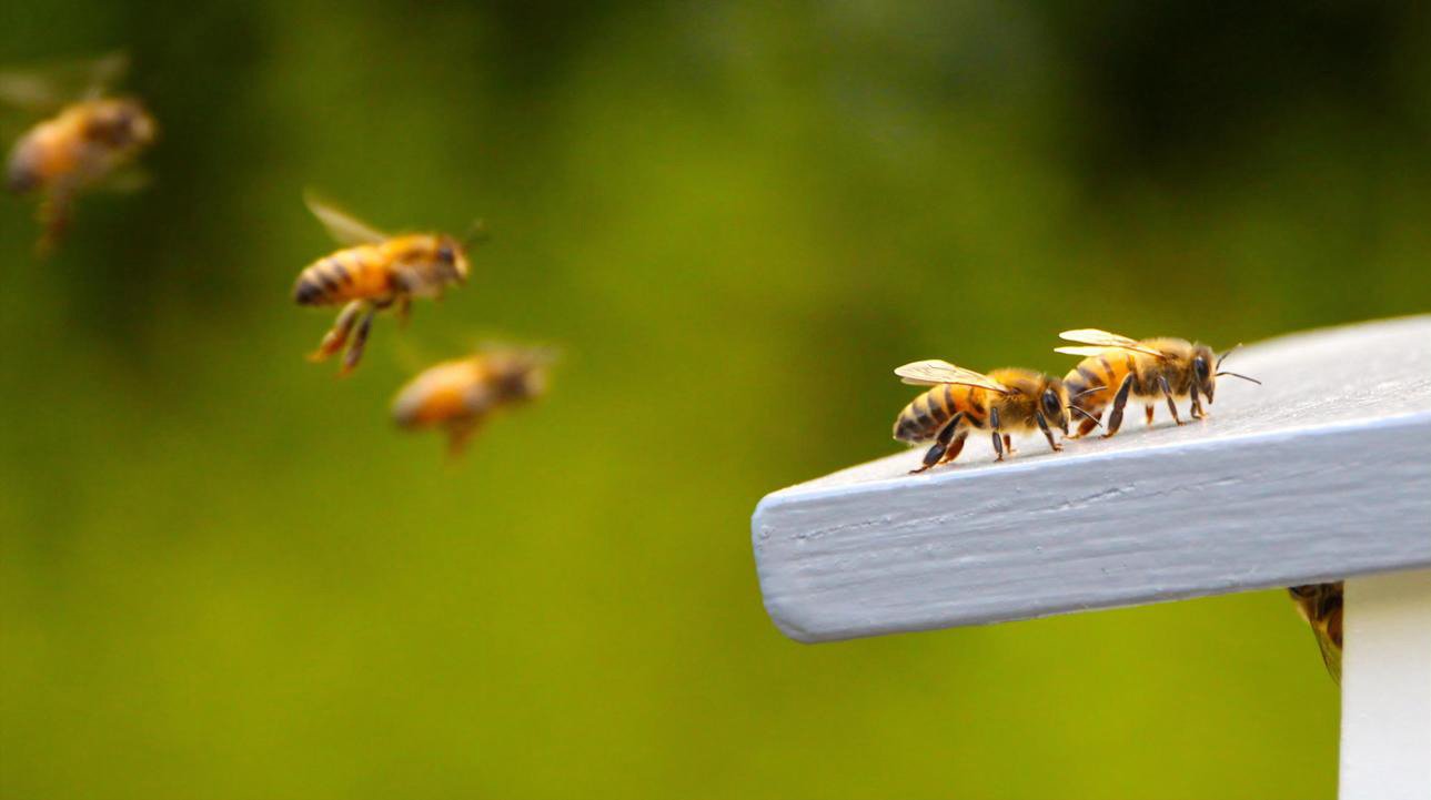 Honeybee on a Landing Board
