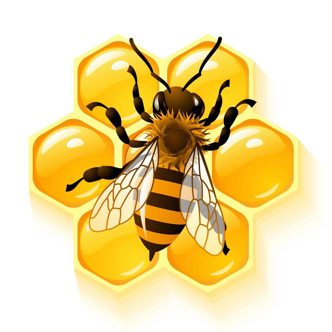 Bee an Illustration