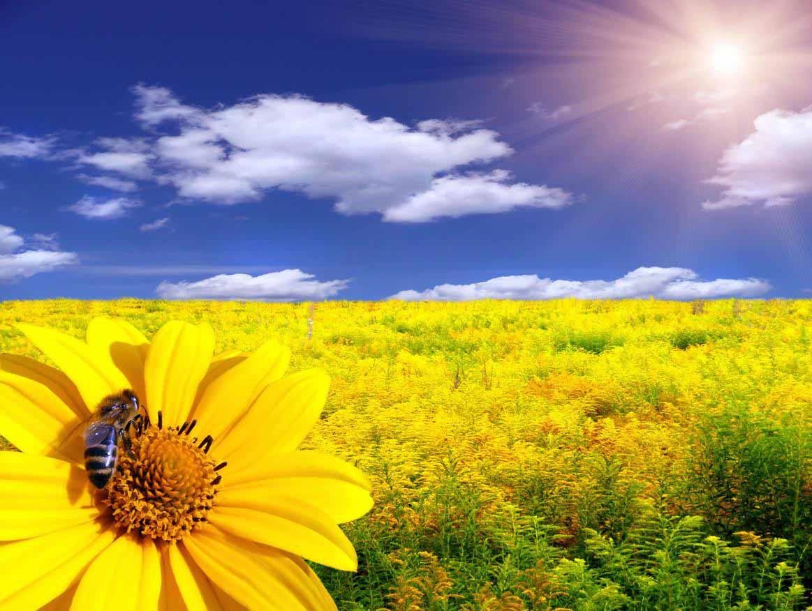 Bee on Sunflower