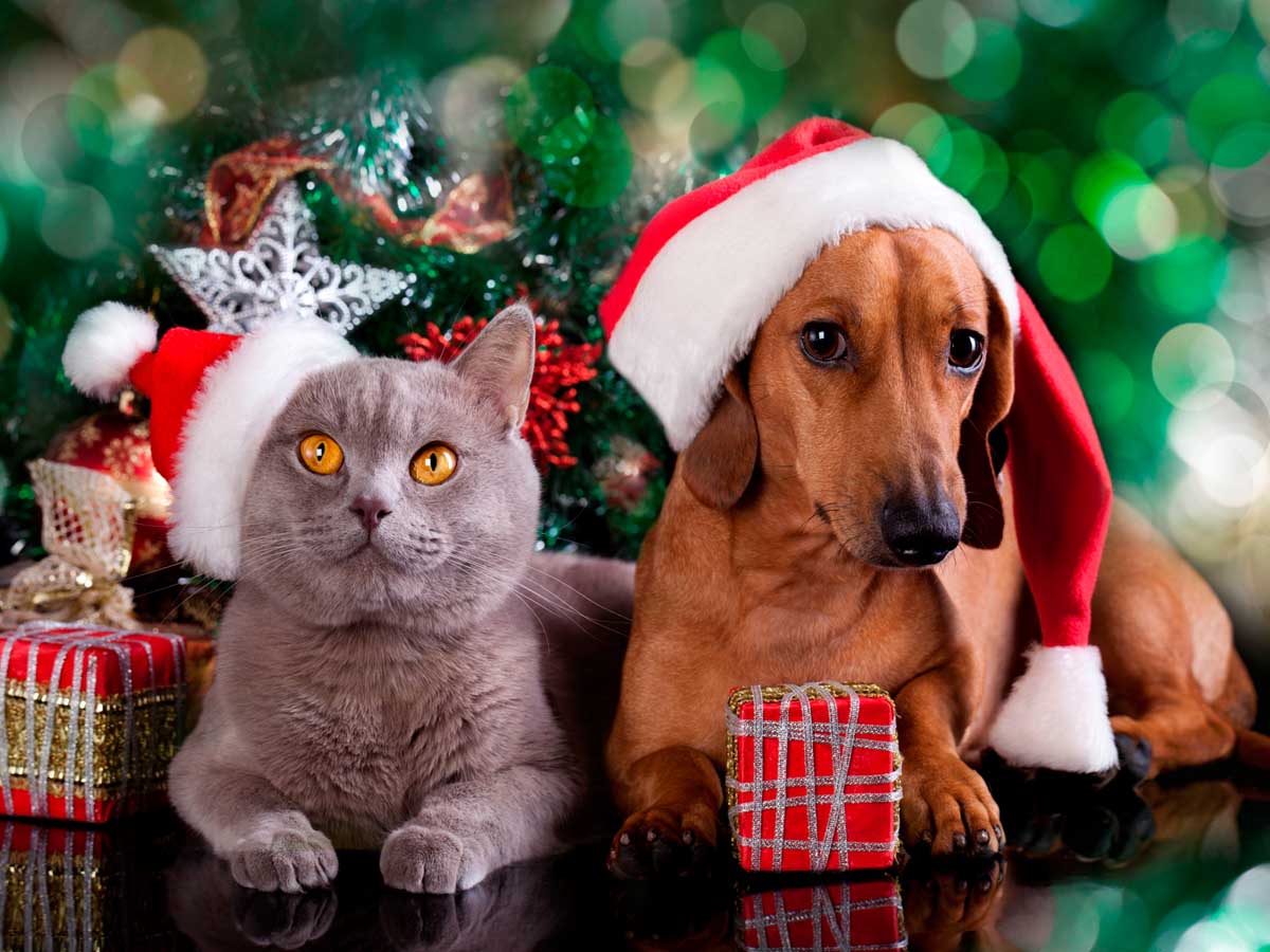 Charity Christmas ecard of cat and dog wearing headgear