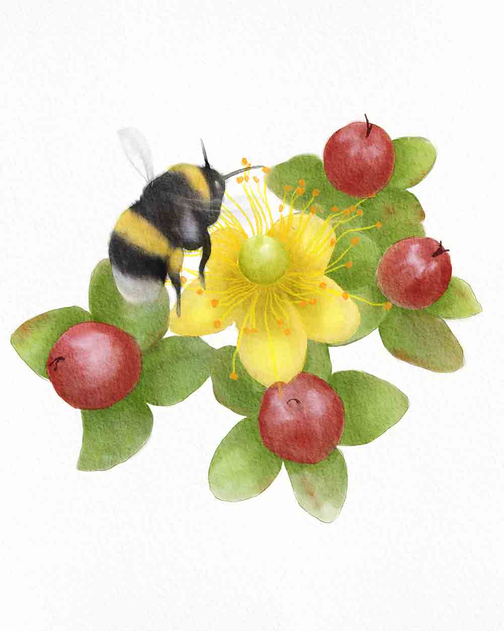 Bumblebee on a flower