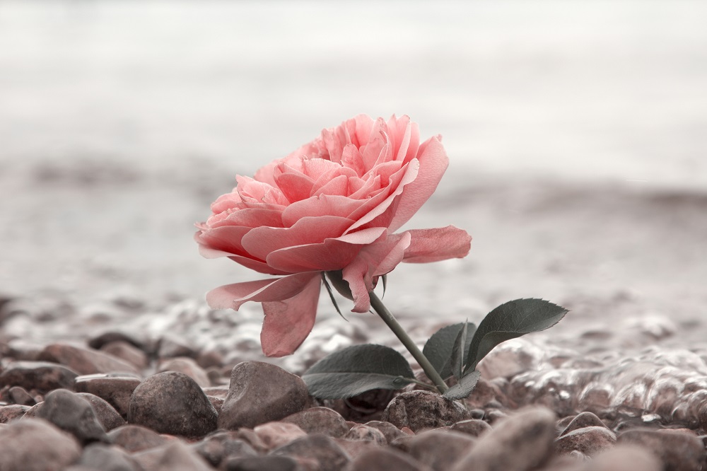 Condolences ecard: one rosy rose flower at a stony beach