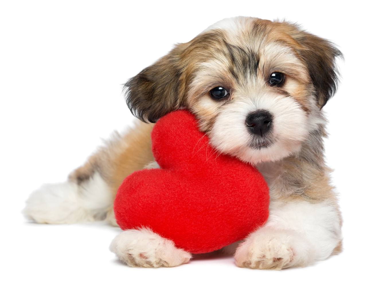 Cute Love eCard