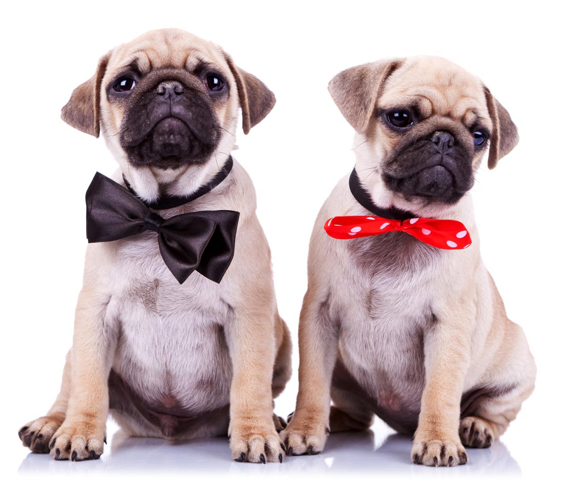 Dog Ecard 1