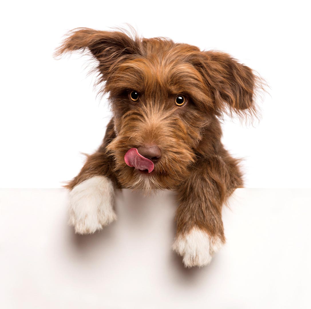 Dog Ecard 5