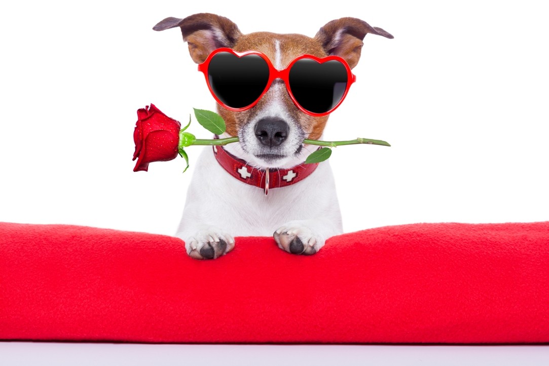 Classy Dog Love eCard