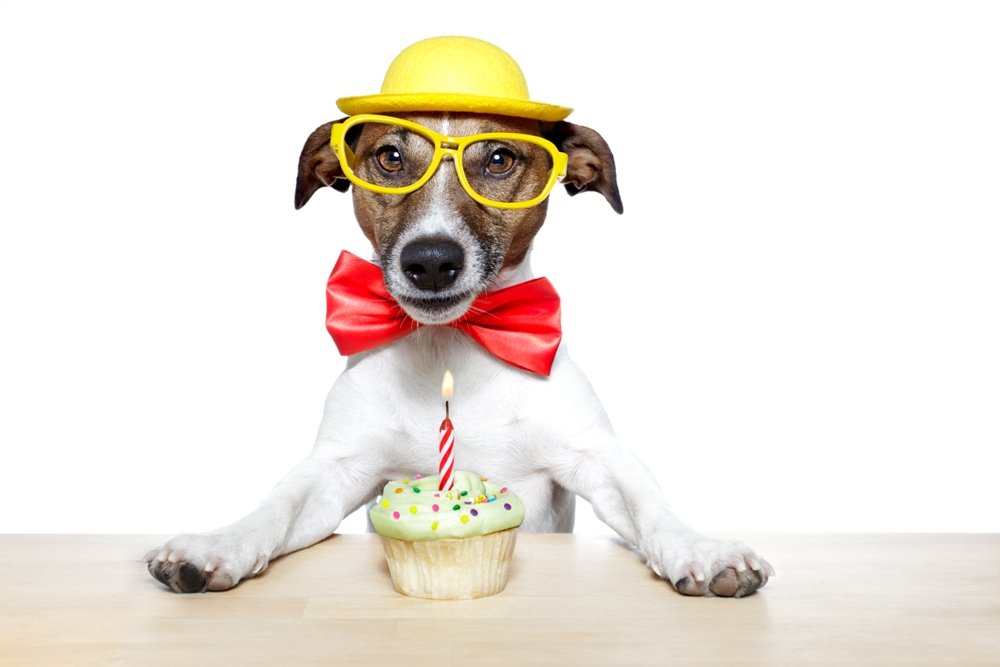 Funny Birthday eCard. Dog in bow tie & glasses