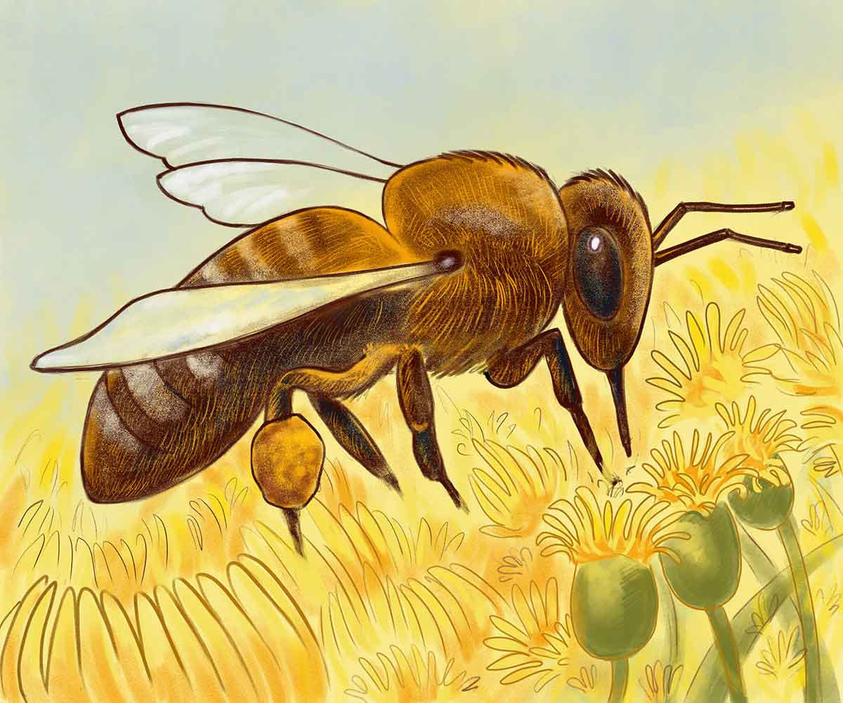Honey bee on Dandelion