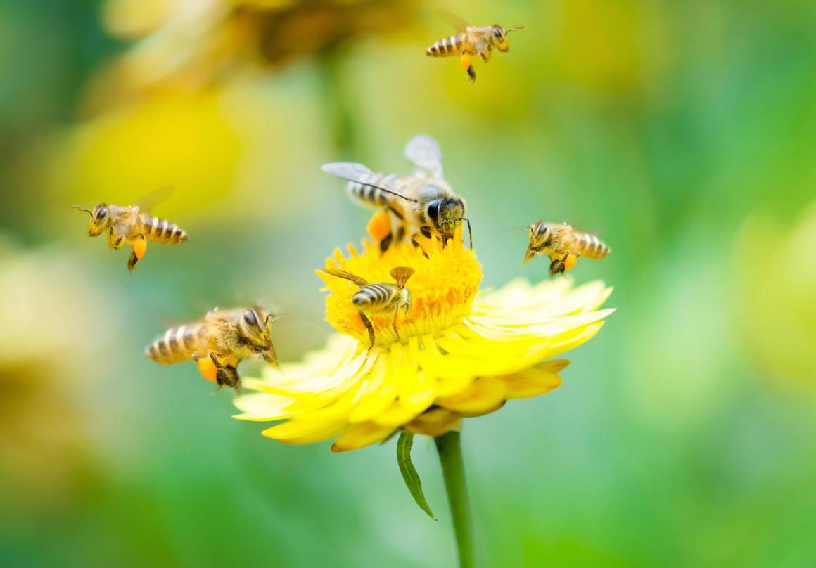 Bees on Buttercup