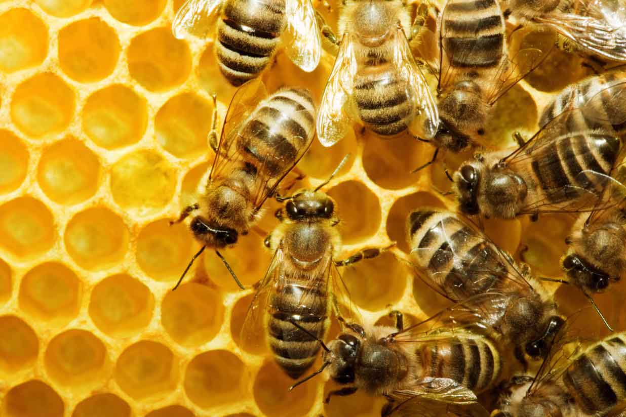 Bees on Honeycomb