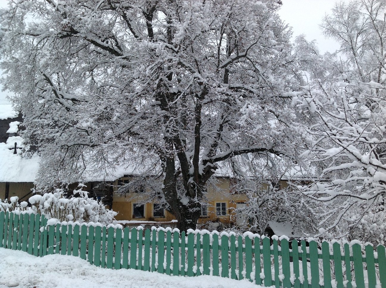 Snow Covered Tree