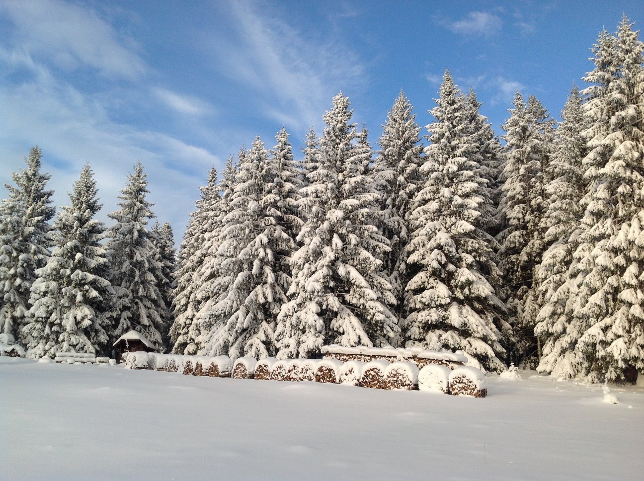 Snow Covered Giant Christmas Trees