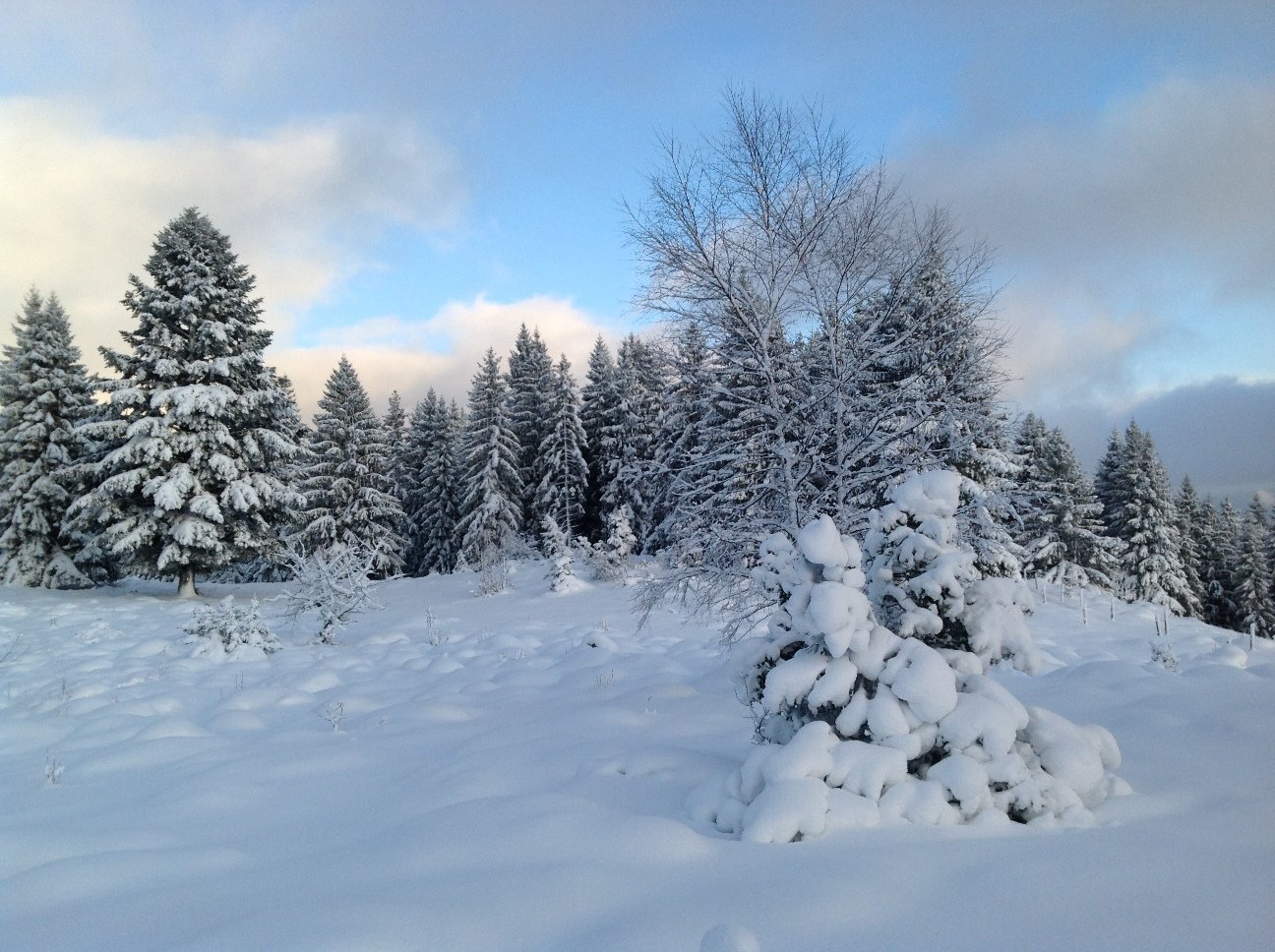 Charity Christmas eCard – Live Christmas trees covered in snow