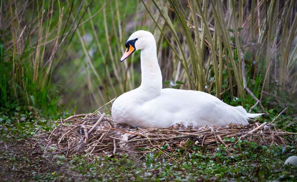 Mute swan on a nest Shrewsbury