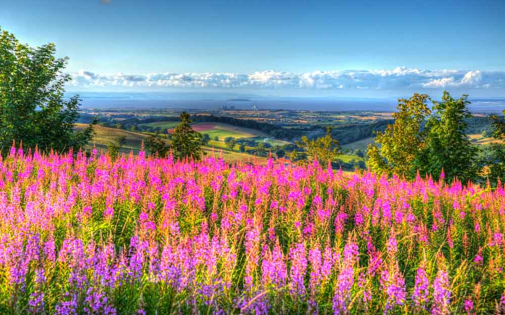 Pink flowers uk countryside Quantock Hills Somerset towards Hinkley Point