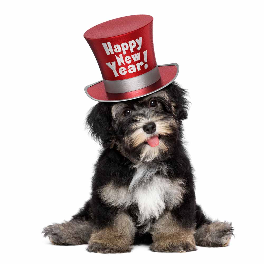 Poppy dog with red hat ecard
