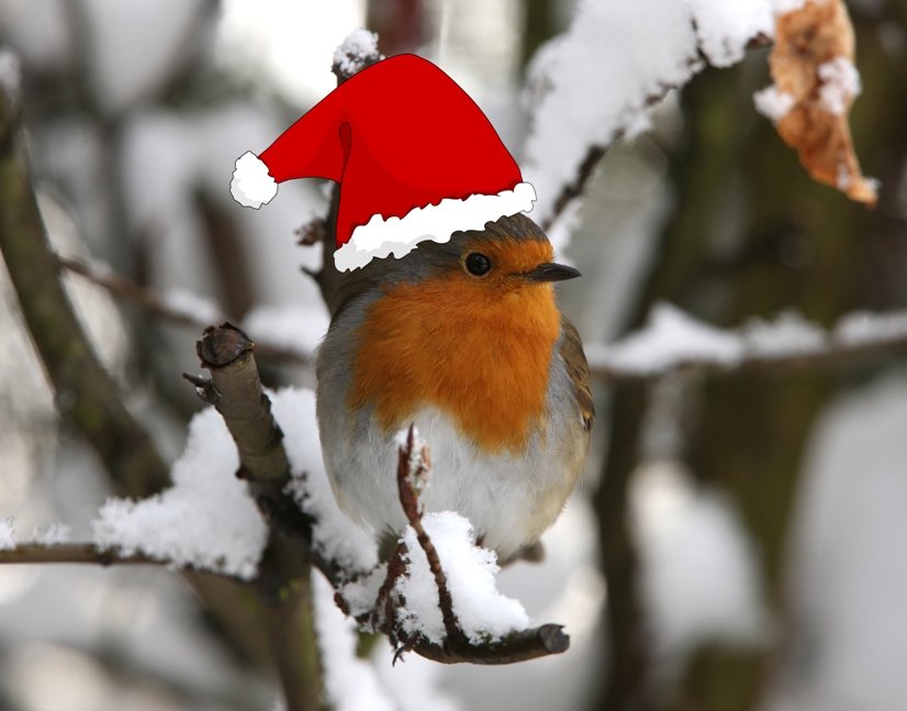 Charity Christmas eCard – Cute Bird in Santa Headgear