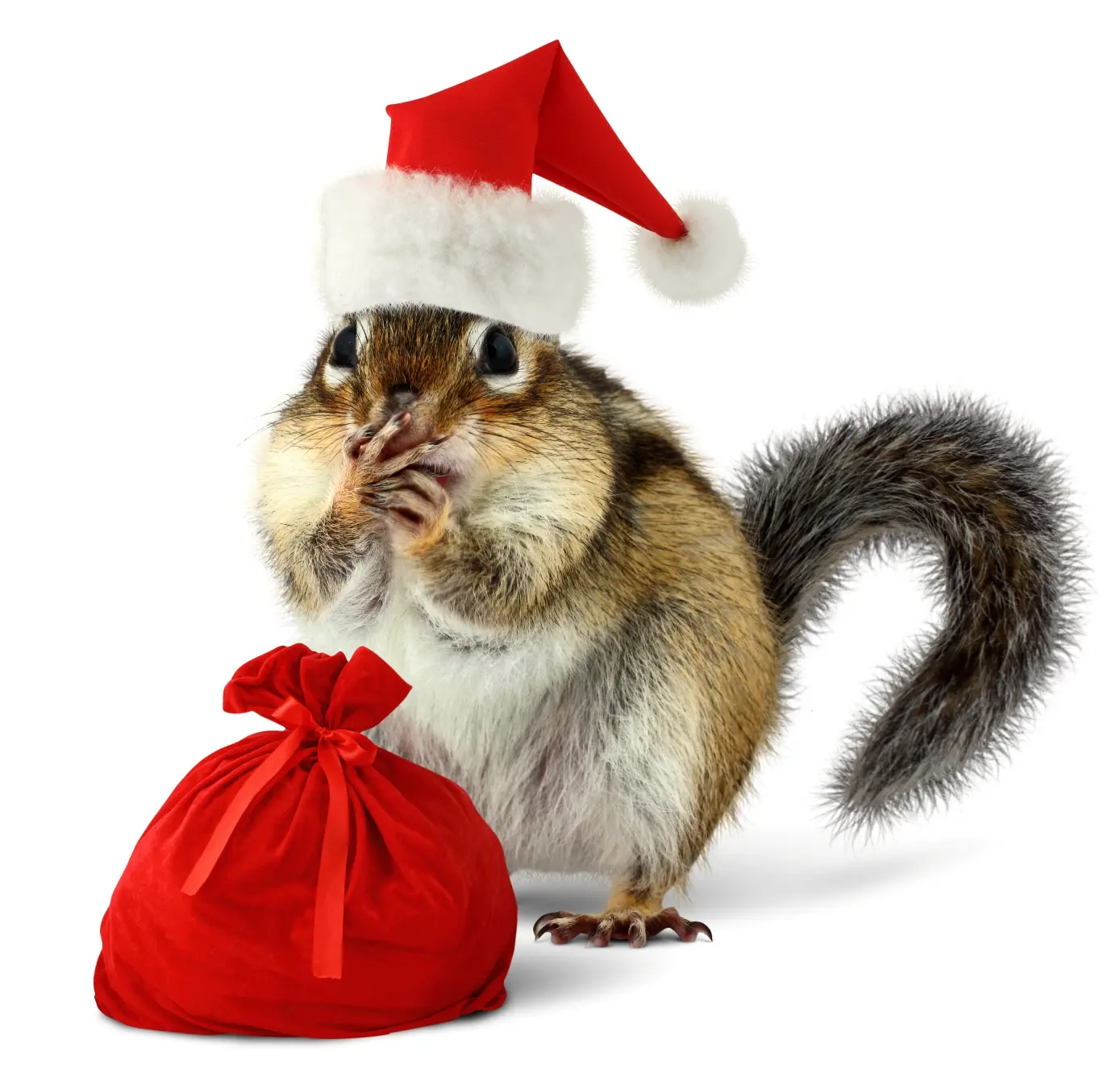 Squirrel wearing santa costume with a bag of nuts